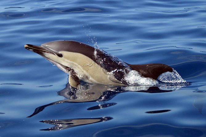 Private 2 hour Whale Watching Tour - A guide-led trip, not a token commentary cruise
