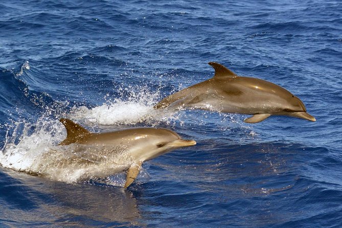 Private 2 hour Whale Watching Tour - Who should book this Tenerife outing