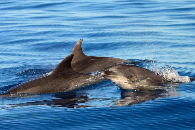 Private 2 hour Whale Watching Tour - Pilot whales, dolphins, turtles, and flying fish