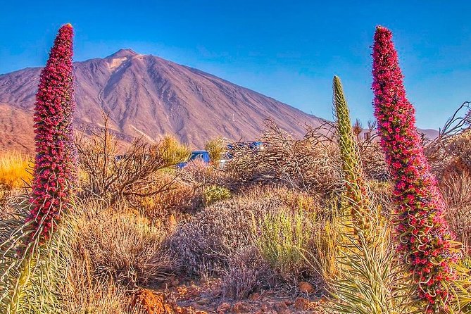 Private 8 hours Tour to El Teide from Tenerife Hotel with driver/guide - Volcan El Teide and the cable car option