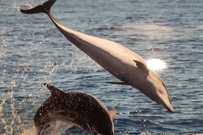 private charter 3 Hours Whale Encounter puerto colon adeje - Key points to know before booking