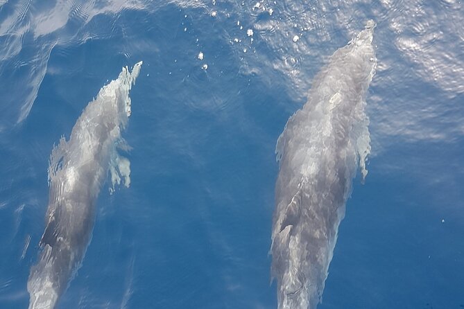 private charter 3 Hours Whale Encounter puerto colon adeje - Setting out from Puerto Colón in Costa Adeje