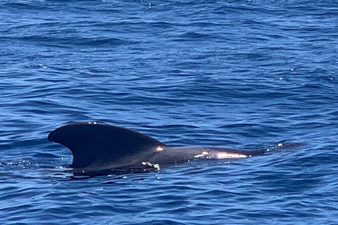 private charter 3 Hours Whale Encounter puerto colon adeje - Three hours on the water