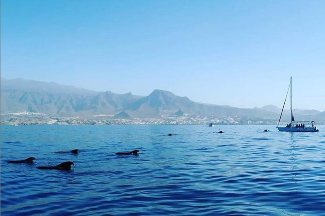 Private Charter in Tenerife south max 7 people - A private boat from Puerto Colón