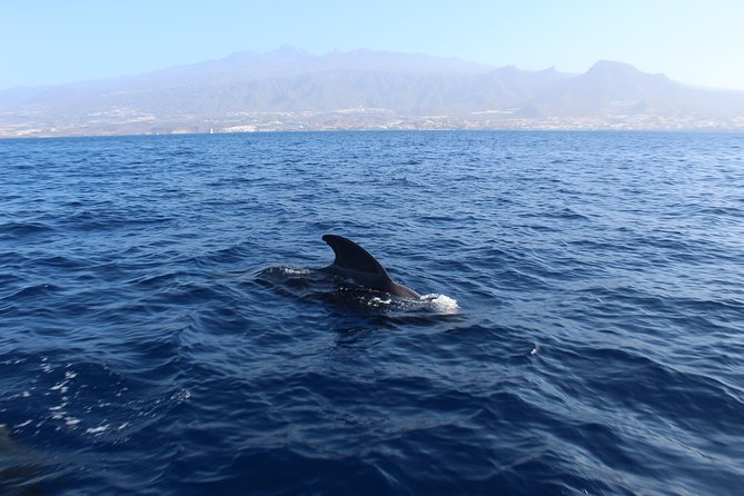 Private Charter in Tenerife south max 7 people - Why seven passengers changes the day