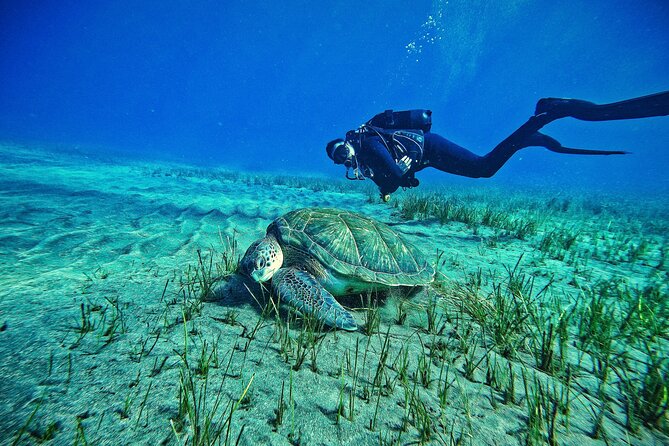 Private Scuba Diving in Tenerife – Certified Instructor & Photos - Key points at a glance
