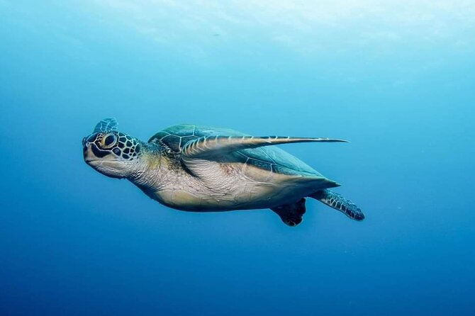 Private Scuba Diving in Tenerife – Certified Instructor & Photos - Photos and videos make the memory last