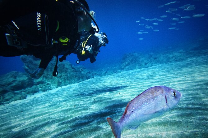 Private Scuba Diving in Tenerife – Certified Instructor & Photos - Timing, safety, and the day after