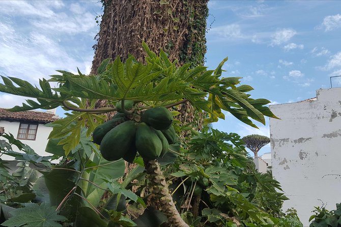 Private Shore Excursion in Tenerife from your Cruise Ship - Masca village, with a pirate past