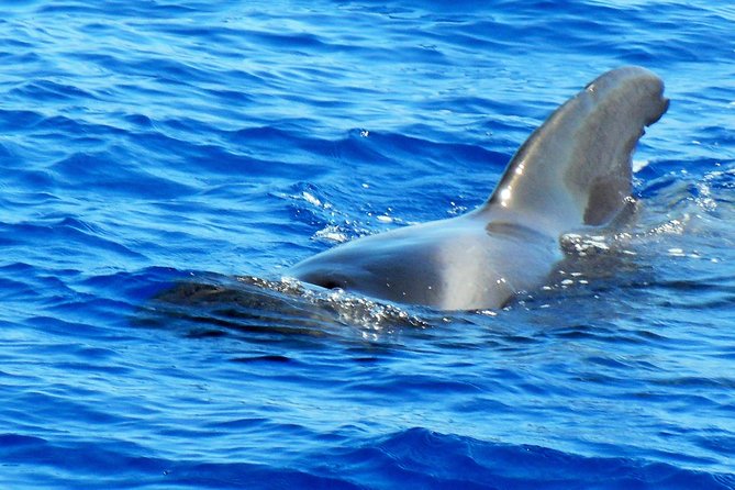 Private Yacht Excursion from Puerto Colon 3 hours - Setting Sail Along Tenerife’s Coast