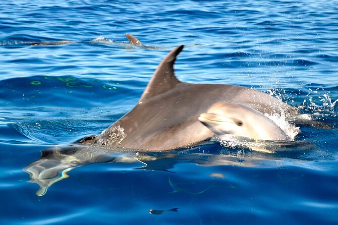 Private Yacht Excursion from Puerto Colon 3 hours - Practical Details Before You Book