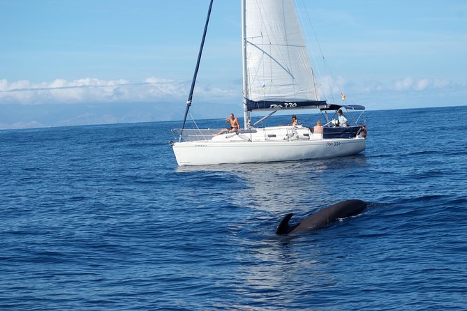Private Yacht Tour With Whale and Dolphin Watching 33 Foot Boat - Six hours from Puerto Colón to Costa Adeje