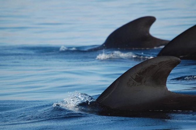Private Yacht Tour With Whale and Dolphin Watching 33 Foot Boat - Snacks, drinks, and the rhythm onboard