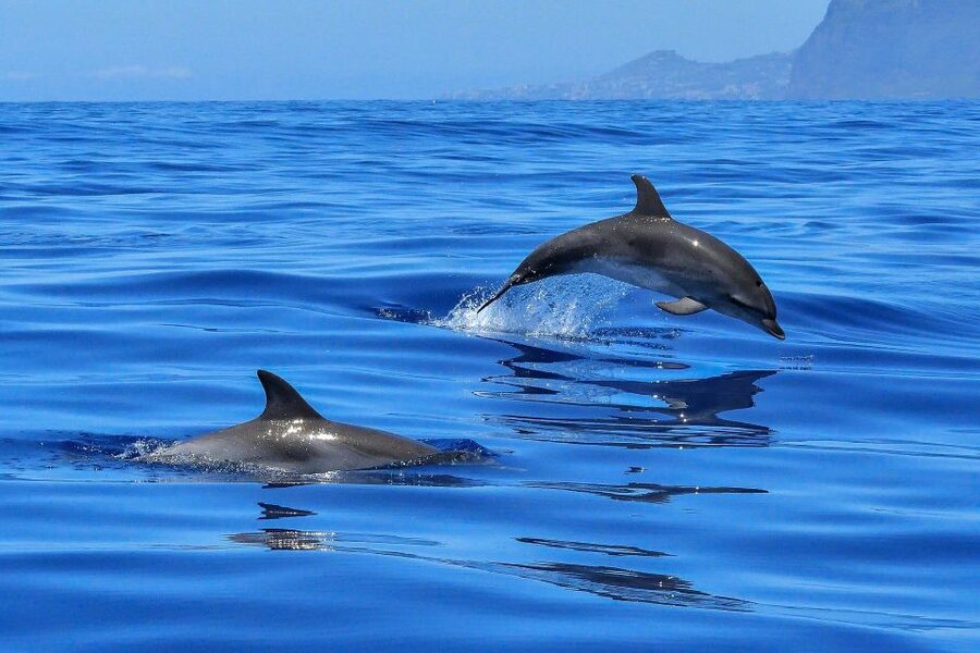 Puerto Colon: Dolphin and Whale Watching Speedboat Cruise - Small details that improve the experience