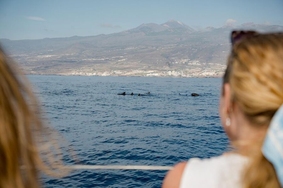 Puerto Colon: Whale and Dolphin Watching Yacht Trip - Key points to know before booking