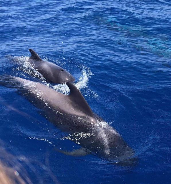 Puerto Colon: Whale and Dolphin Watching Yacht Trip - Watching pilot whales, dolphins, and turtles