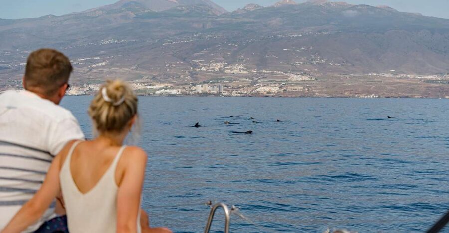 Puerto Colon: Whale and Dolphin Watching Yacht Trip - What you see along Costa Adeje