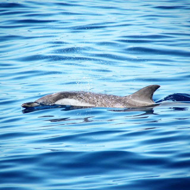 Puerto Colon : Whale & Dolphins Sailing Excursion - What to pack and how to prepare