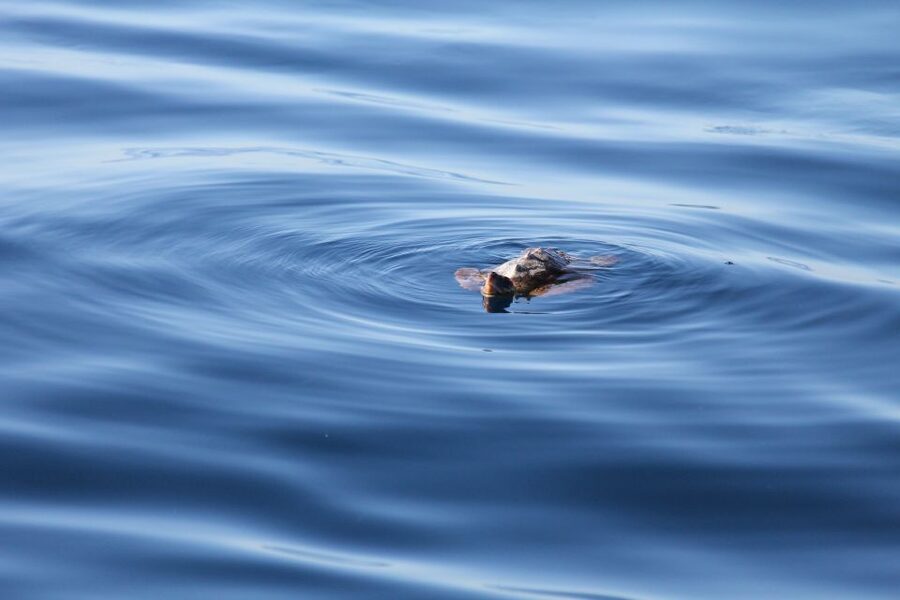 Puerto Colon : Whale & Dolphins Sailing Excursion - Choosing three hours or six hours