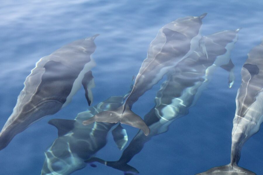 Puerto Colon : Whale & Dolphins Sailing Excursion - Diego Hernández Beach, also called Hippie Beach