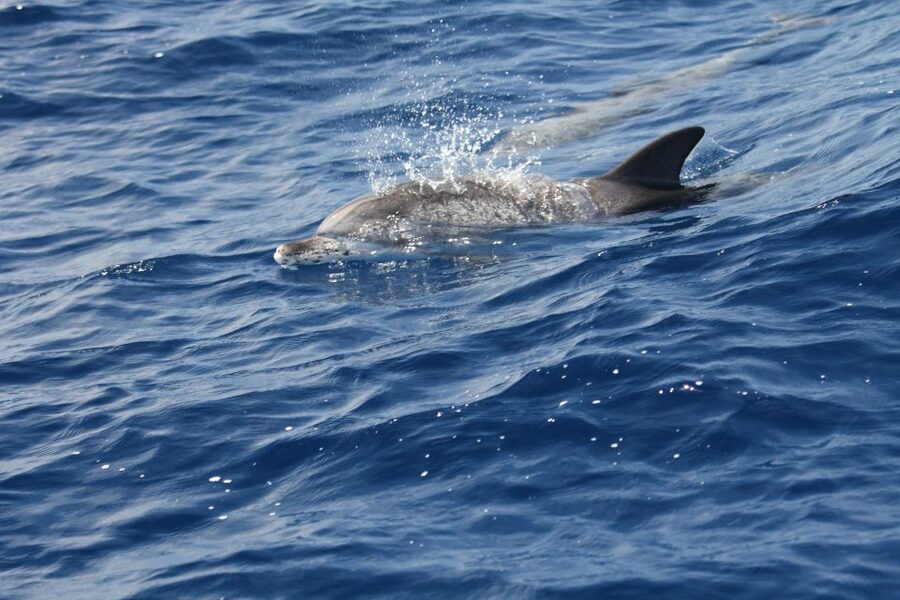 Puerto Colon : Whale & Dolphins Sailing Excursion - Canarian lunch, fruit, drinks, and onboard hospitality