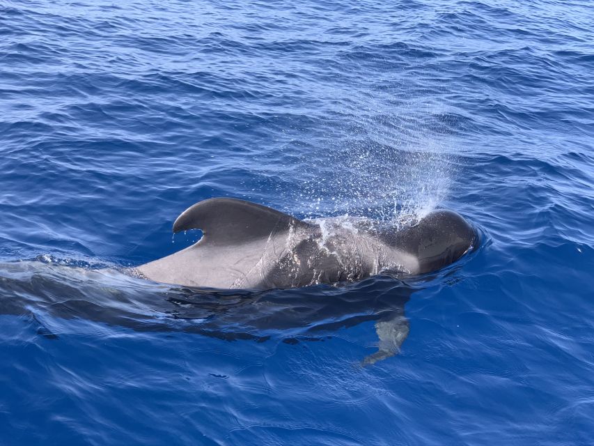 Puerto Colon : Whale & Dolphins Sailing Excursion - Why the 10-person limit changes the day