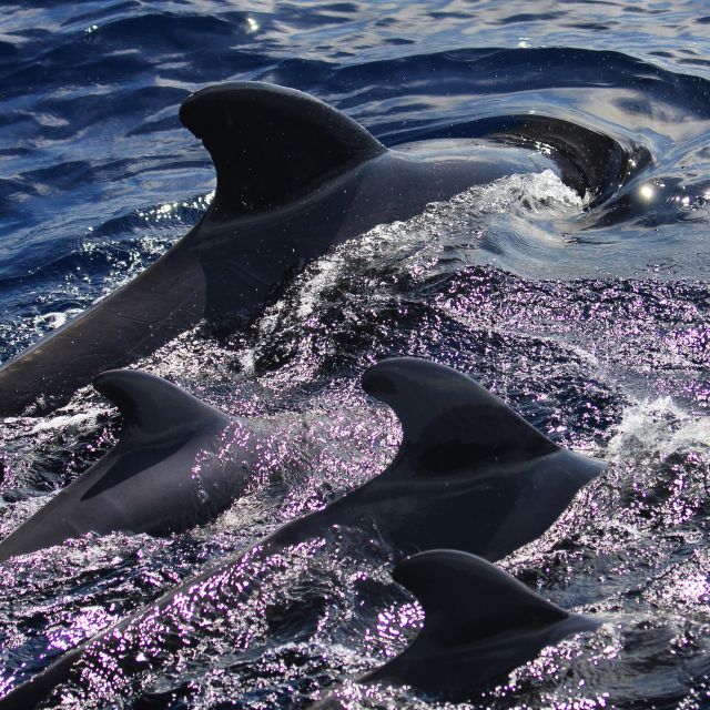 Puerto Colon : Whale & Dolphins Sailing Excursion - What the $88 price includes