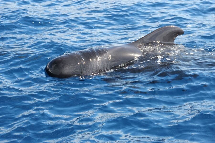 Puerto Colon : Whale & Dolphins Sailing Excursion - Pilot whales, dolphins, turtles, and the value of patience