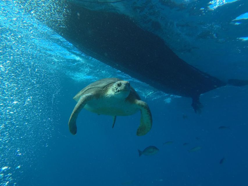 Puerto Colon: Whale-Watching Sailing Tour with Meal & a Swim - Setting sail from Puerto Colón on Mola Mola 2