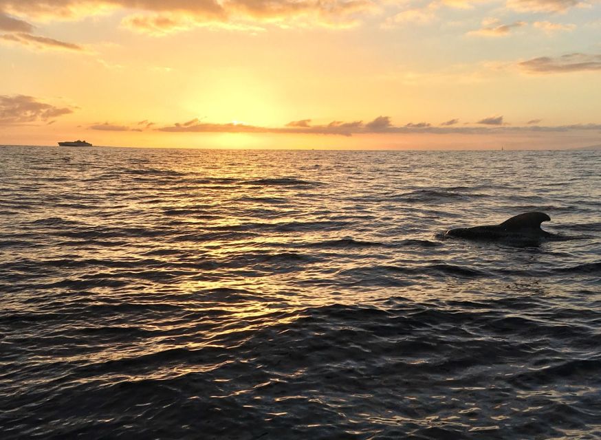 Puerto Colon: Whale-Watching Sailing Tour with Meal & a Swim - What the $68 price really covers
