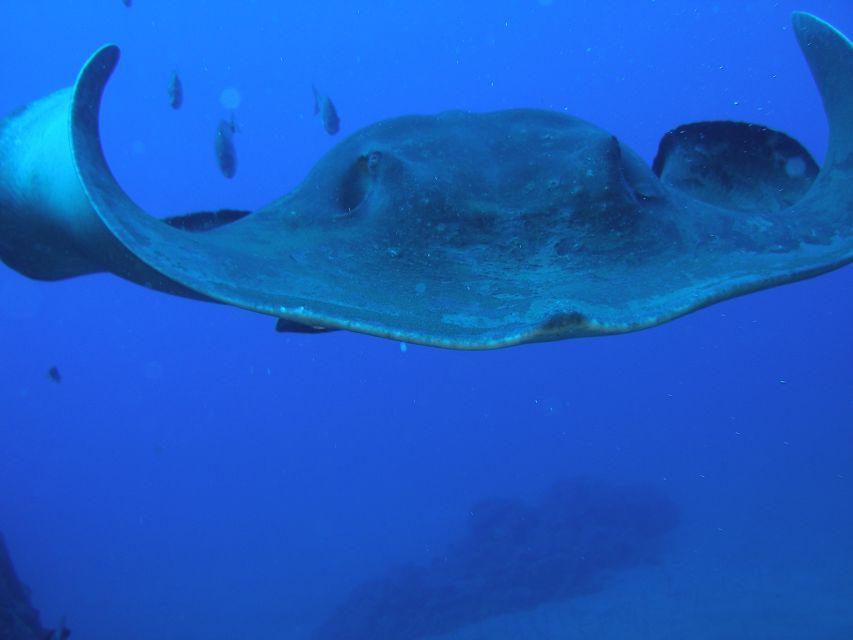 Puerto de la Cruz: Submarine Trip and Beach Stop in Tenerife - Should you book the Sub Fun Cinco trip?