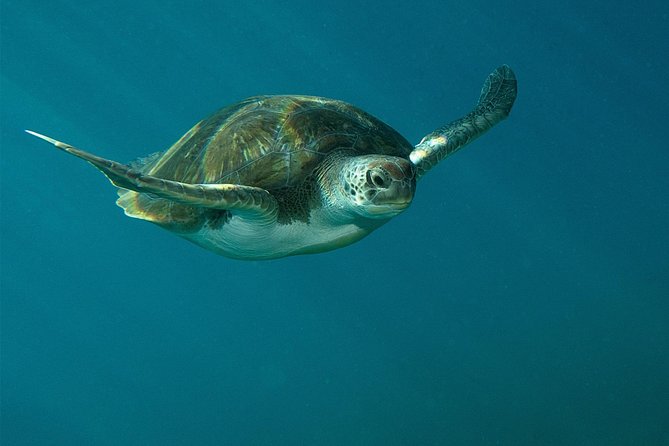 RECREATIONAL DIVE (certified divers only) : Explore Canarian Sealife - Why this Tenerife outing feels different