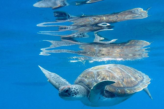 RECREATIONAL DIVE (certified divers only) : Explore Canarian Sealife - The short boat ride and first underwater session