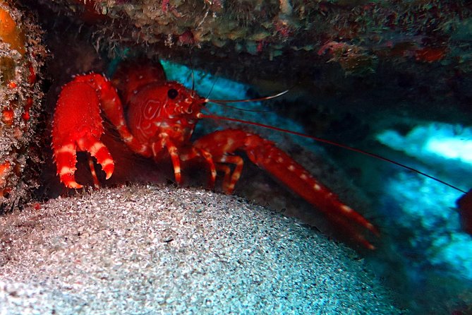 RECREATIONAL DIVE (certified divers only) : Explore Canarian Sealife - What the small group changes