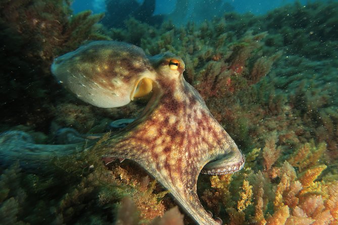 RECREATIONAL DIVE (certified divers only) : Explore Canarian Sealife - What the $114.93 price includes