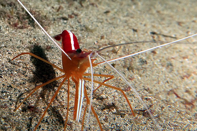 RECREATIONAL DIVE (certified divers only) : Explore Canarian Sealife - Who will enjoy this most