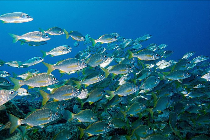 RECREATIONAL DIVE (certified divers only) : Explore Canarian Sealife - Starting at LJ Diving Tenerife in Las Galletas