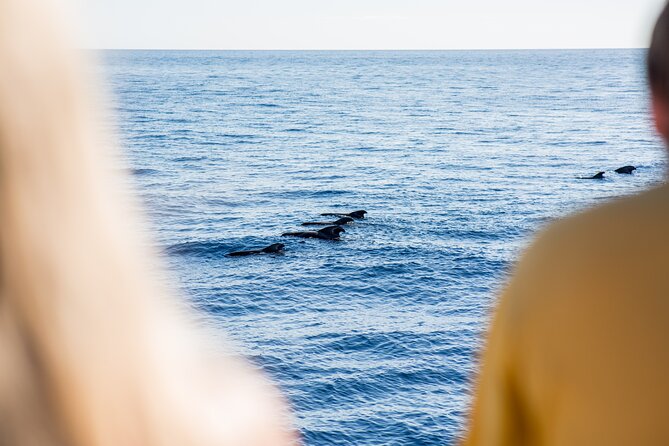Royal Delfin - 2Hour Sustainable Dolphin & Whale Watching Mini Cruise - Value at $36.20 per person