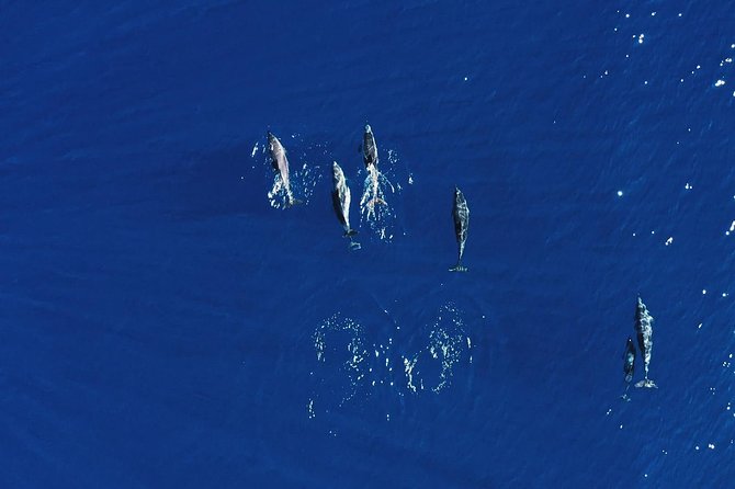 Royal Delfin 3H Dolphin & Whale Watching! Swimming & Lunch! - Setting sail from Puerto Colón at 10:30 am