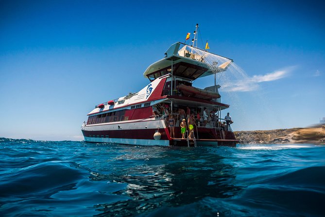 Royal Delfin 3H Dolphin & Whale Watching! Swimming & Lunch! - What the 16 underwater windows really add