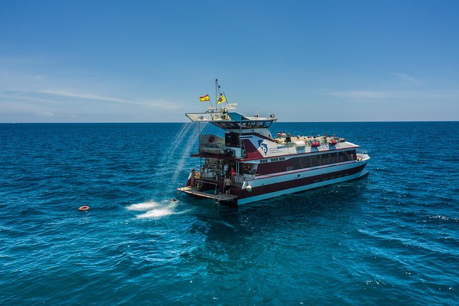 Royal Delfin 3H Dolphin & Whale Watching! Swimming & Lunch! - Who will enjoy the Royal Delfin most?