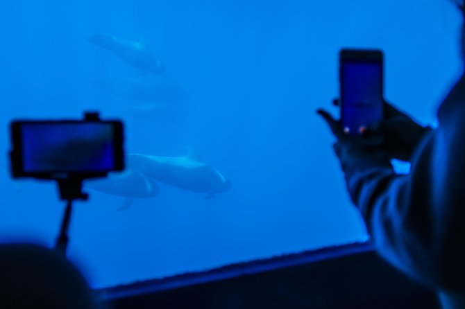 Royal Delfin 3H Dolphin & Whale Watching! Swimming & Lunch! - Watching whales and dolphins off Tenerife’s southwest coast