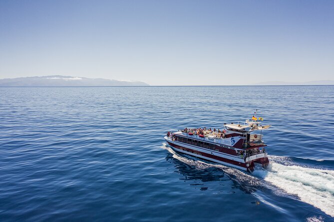 Royal Delfin - 4'5H Dolphin & Whale Watching - Los Gigantes Masca - Lunch & Swim - Searching for dolphins and pilot whales