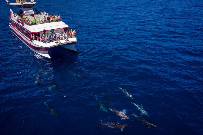 Royal Delfin - 4'5H Dolphin & Whale Watching - Los Gigantes Masca - Lunch & Swim - Lunch, sandwiches, and unlimited drinks