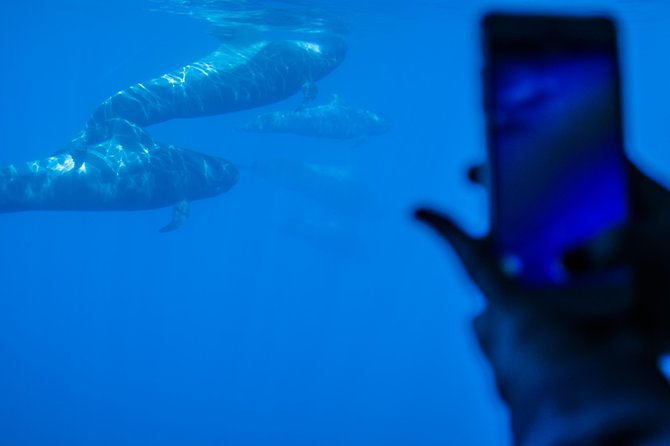 Royal Delfin - 4'5H Dolphin & Whale Watching - Los Gigantes Masca - Lunch & Swim - What the four and a half hours feel like