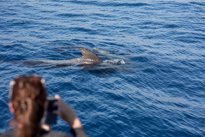 Royal Dolphin Whale watching excursion - What the Royal Delfin trip is really like