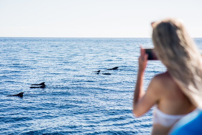 Royal Dolphin Whale watching excursion - Leaving from Puerto Colón in Playa de las Américas
