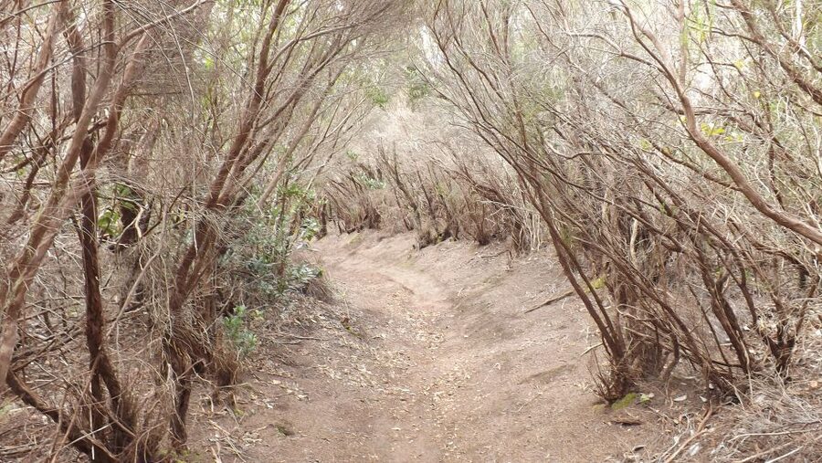 Santa Cruz de Tenerife: 2-Hour Hiking Tour in Anaga Forest - Key points to know before booking