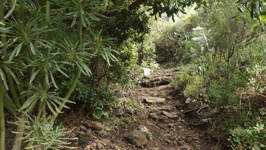 Santa Cruz de Tenerife: 2-Hour Hiking Tour in Anaga Forest - What you see under the laurel canopy