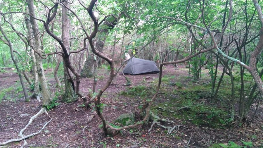 Santa Cruz de Tenerife: 2-Hour Hiking Tour in Anaga Forest - Why the guide makes the short route worthwhile